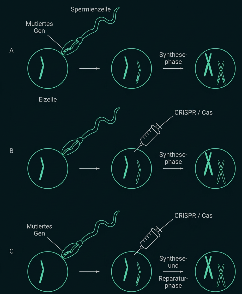 Schematische Darstellung der Genveränderung in einer Eizelle durch Spermium und CRISPR/Cas in drei Varianten.